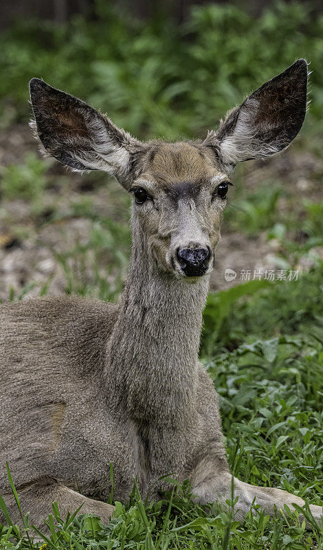 骡鹿(Odocoileus hemionus)是一种原产于北美西部的鹿;它的耳朵像骡子的耳朵一样大，因此得名。黄石国家公园，怀俄明州。动物的特写。